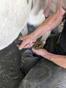 Marc begins by using a hoof knife to remove any debris and to trim the hoof sole. Donkeys are adapted to dry climates so their hooves have a higher water content and are more elastic than horse hooves. Donkey feet are also thick walled. Donkeys also don't typically wear shoes.