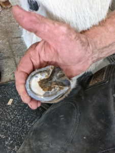 The finished hoof should look neat and well-rounded, and be free from any diseased tissue. Trimming them should be done often enough, so they don't overgrow and cause issues with walking.