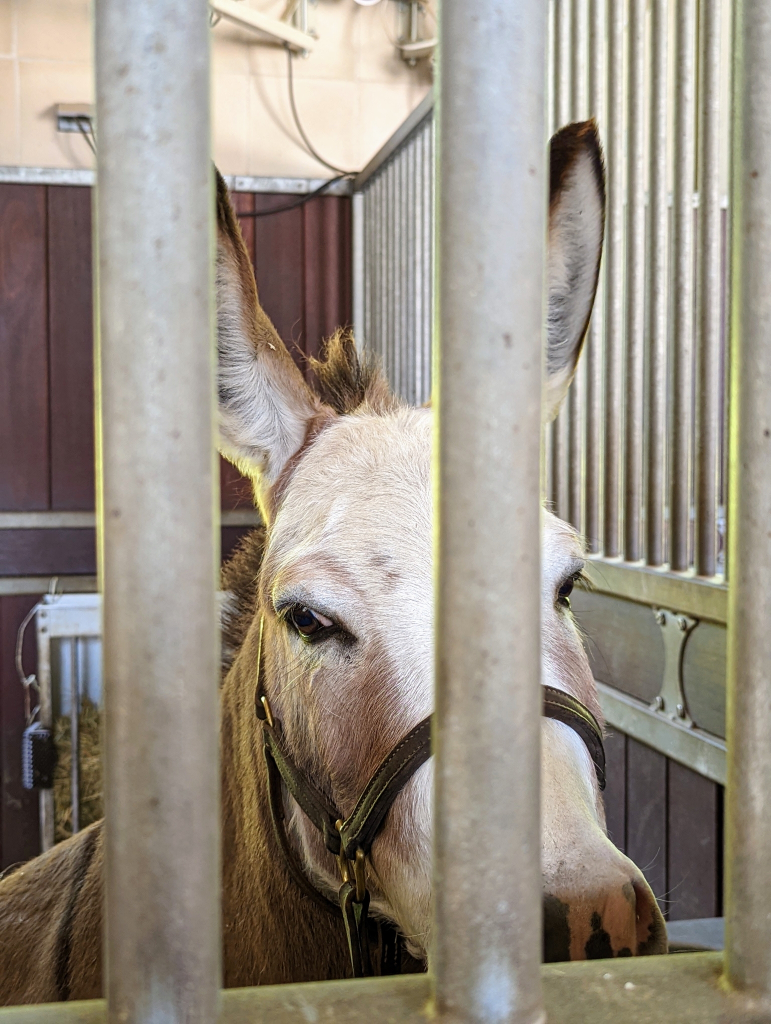 Time for My Donkeys to Get Their Hooves Trimmed The Martha Stewart Blog
