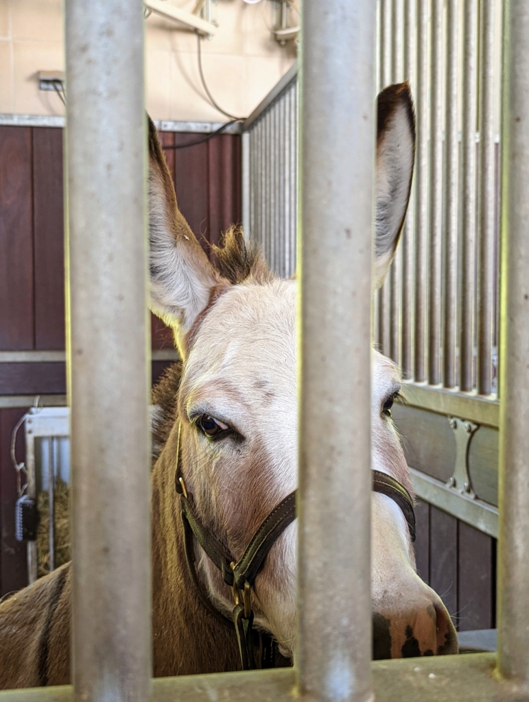 Time for My Donkeys to Get Their Hooves Trimmed The Martha Stewart Blog