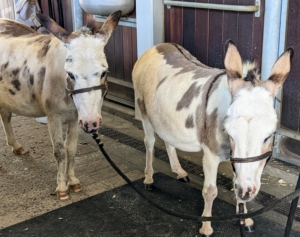 The girls are all done. Helen walks them back to their stall in tandem. Donkeys bond very closely with the horses in their herd. Both Billie and Jude “JJ” Junior enjoy having full sight of each other during all their grooming treatments.
