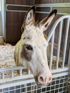Now behind the stall gate, Billie looks on with curiosity as the boys are taken out for their hoof trims. Do you know… a donkey is capable of hearing another donkey from up to 60 miles away in the proper conditions? They have a great sense of hearing, in part because of their large ears.