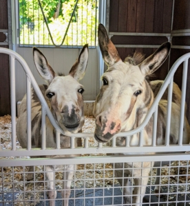 The donkeys know visitors are in the stable. Here are the girls - Billie on the right and Jude “JJ” Junior on the left watching all the activity from their heavy-duty steel half-size stall gate by American Stalls in Fairfax, Virginia.