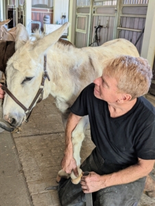 Marc talks calmly to Clive to reassure him that this is a quick and painless procedure. Donkeys are generally calm, intelligent, and have a natural inclination to like people. Donkeys show less obvious signs of fear than horses.