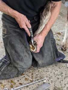 Marc begins the process all over again on Clive's hooves – first, removing any debris.