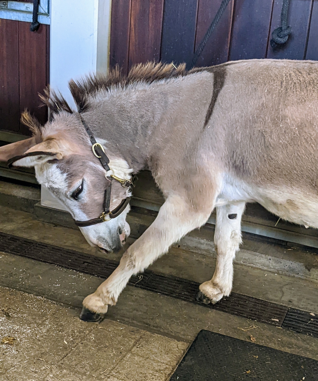 Time for My Donkeys to Get Their Hooves Trimmed The Martha Stewart Blog