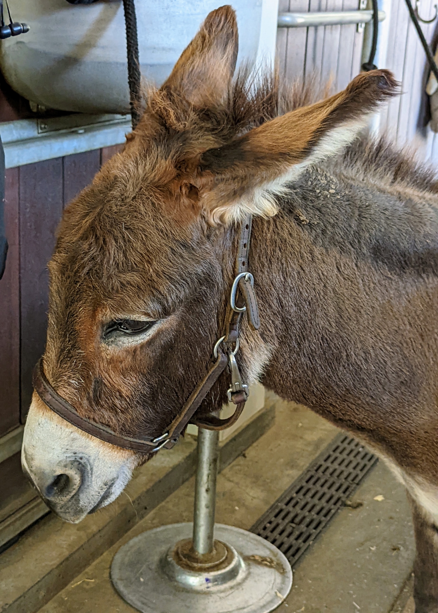 Time for My Donkeys to Get Their Hooves Trimmed The Martha Stewart Blog
