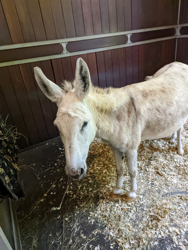 Time for My Donkeys to Get Their Hooves Trimmed The Martha Stewart Blog