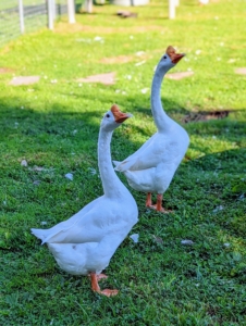 I have several goose breeds. Here is my pair of Chinese geese. The Chinese goose is refined and curvaceous. The Chinese goose holds its head high. Its head flows seamlessly into a long, slim, well-arched neck which meets the body at about a 45 degree angle. Its body is short, and has a prominent and well-rounded chest, smooth breast and no keel. Mature ganders average 12 pounds, while mature geese average 10 pounds.