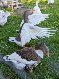 Although these domesticated geese are not good fliers, they do love to spread their wings. Due to their large size and upright posture, these birds can't really fly. Domestic geese have larger back ends than their wild counterparts and stand more upright.