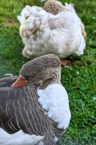 Preening is a maintenance behavior where a bird uses its beak to position feathers, clean plumage, and get after any pesky bugs. The geese spend a lot of time preening.