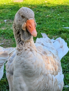 This buff-brown goose is a Toulouse. On this breed, the bill is stout, the head large and broad, and the moderately long neck is thick and nearly straight. Often suspended from the lower bill and upper neck is a heavy, folded dewlap that increases in size and fullness with age. The body is long, broad and deep, ending in a well-spread tail that points up slightly. The Toulouse has a rounded breast, and often exhibits a wide keel. The abdomen is double-lobed and often brushes the ground, particularly in females during the early spring.