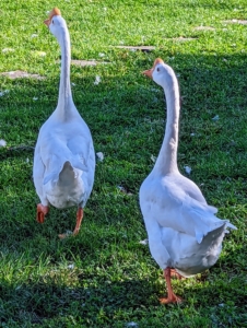 My gaggle of geese is fun, friendly, personable and protective. What do you like most about geese and other waterfowl? Share your comments with me below.