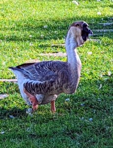 This is one of my pair of African geese – a breed that has a heavy body, thick neck, stout bill, and jaunty posture which gives the impression of strength and vitality. The African is a relative of the Chinese goose, both having descended from the wild swan goose native to Asia. The mature African goose has a large knob attached to its forehead, which requires several years to develop. A smooth, crescent-shaped dewlap hangs from its lower jaw and upper neck. Its body is nearly as wide as it is long. African geese are the largest of the domestic geese.