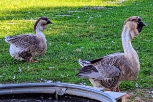 While both ducks and geese love water, geese don’t require a pond or large swimming pool – they swim much less than ducks and are content with a small dipping pool where they can dunk and clean their noses and beaks.
