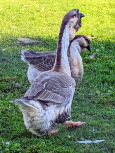 These two African geese are often found together in the yard. Geese don’t sweat like humans, so to keep cool on very warm summer days, they open their mouths and “flutter” their neck muscles to promote heat loss.
