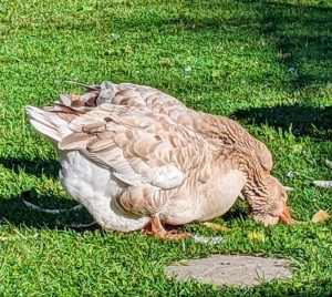 This is the full body of a Toulouse goose. Geese are grazing birds which means they eat a variety of different items. They eat roots, shoots, stems, seeds, and leaves of grass and grain, bulbs, and berries. They also eat small insects. I provide them with fresh greens from the gardens every day and also fortify their diet with a mix specifically made for waterfowl.