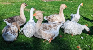 My geese have a large yard, but they love to gather close together most of the time. And do you know, a group of geese on land is called a gaggle. This is because when geese get together they can get quite noisy and rowdy.