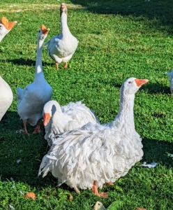 Everyone asks about the Sebastopols. These birds are considered medium-sized birds. Both males and females have pure white feathers that contrast with their bright blue eyes and orange bills and feet. Sebastopol geese have large, rounded heads, slightly arched necks, and keelless breasts.