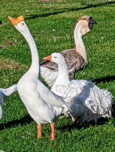Here, one can see the difference in body type between the slender Chinese goose, the Sebastopol on the right, and the darker African goose in the back. The Chinese geese most likely descended from the swan goose in Asia, though over time developed different physical characteristics, such as longer necks and more compact bodies. The Chinese goose is a very hardy and low-maintenance breed.