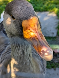 Geese have impressive visual capabilities. The way their eyes are structured allows them to see things in much finer detail at a further distance than humans. They can also see UV light and can control each of their eyes independently.