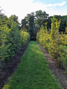For a maze, it's best to use relatively fast-growing trees that will be at least six feet tall and two feet wide at maturity.