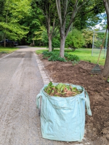 Pasang and Domi are tackling the beds under my allée of lindens. Any weeds and cuttings are placed into my Martha Stewart Multi-Purpose Heavy-Duty Garden Tote Bags. We use these bags all over the farm. Each tote can hold more than 900-pounds! Find them at my shop on Amazon.