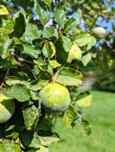 Are you familiar with quince? Quince is a fall fruit that grows like apples and pears, but with an unusually irregular shape and often gray fuzz. These fruits turn a golden yellow when ready to pick in fall.
