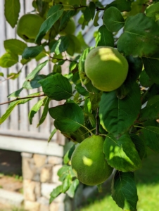 The fruits at the farm are also growing, despite this summer's drought. Just outside the old corn crib are quince trees – three of the many I have here at the farm.