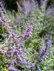 Also in this garden is is Perovskia atriplicifolia, commonly called Russian sage. It shows tall, airy, spike-like clusters that create a lavender-blue cloud of color above the finely textured, aromatic foliage. It is vigorous, hardy, heat-loving, drought-tolerant, and deer resistant.