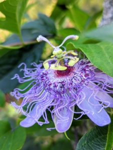 There are still some beautiful passion flower blooms showing off their color and unique form. They bloom from spring through late fall, The passion flower genus includes more than 500 species of mostly tendril-bearing vines in the family Passifloraceae.