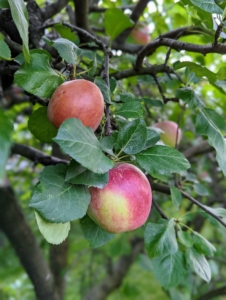 And of course, I have many, many apples. I grow hundreds of apple trees here at the farm – some that were here when I acquired the property and others I planted after moving. The newer apple trees include ‘Baldwin’, ‘Black Oxford’, ‘Cortland’, ‘Cox’s Orange Pippin’, ‘Esopus Spitzenburg’, ‘Fuji’, ‘Golden Russet’, ‘Grimes Golden’, ‘Honeycrisp’, ‘Liberty’, ‘Redfield’, ‘Roxbury Russet’, and ‘Windham Russet’.
