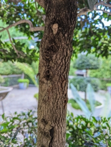 The bark is medium gray, rough and with an interesting pattern.