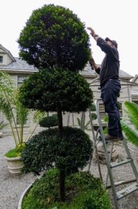 These topiaries are quite tall - more than 10-feet each, so Phurba uses a step ladder to reach the tops of each topiary. It's always a good idea to gather all the necessary equipment one needs to get the job done - it will save time and energy scrambling during the process.