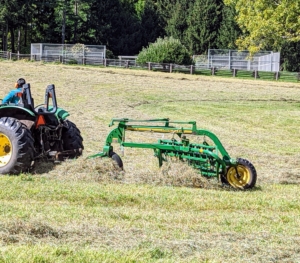 The parallel bar rake picks up the cut and drying hay and rakes it into windrows that can be baled. A windrow is a long line of raked hay laid out to dry in the wind. Here, one can see the hay being lifted by the rake.