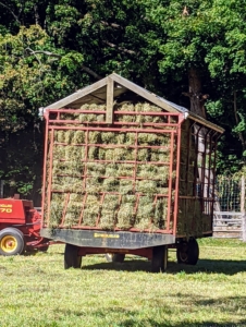 All the hay is dry and passing through the machine smoothly. If the hay is properly dried, the baler will work continuously down each row. Hay that is too damp tends to clog up the baler. In less than an hour, the wagon is almost completely filled with bales of hay.