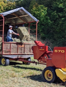 …and then gets thrown into this trailer where Pasang and Phurba work together to grab the bales and stack them. Our wagon is covered to protect the bales from any unexpected rain and to offer shade to the crew stacking the bales as they are thrown.