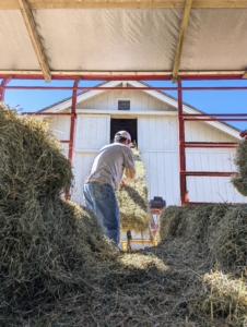 The bales are loaded one by one onto the elevator and then at the top each bale is released from the elevator for manual stacking. This process continues one bale at a time from the wagon to the hayloft… until the entire wagon is empty.