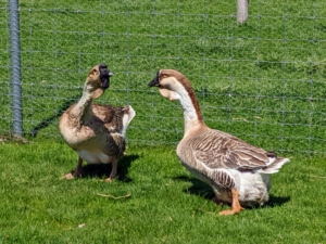 And thanks to their honks, these geese make excellent guardians. They can scare off any animals on the ground and they’re great at spotting aerial predators, such as hawks and falcons.