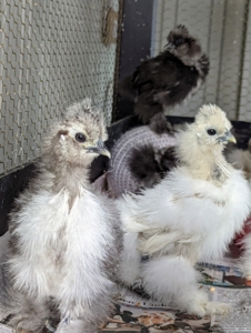 Chicks remain in my stable for a few weeks until they are big enough to go to the "nursery" coop.