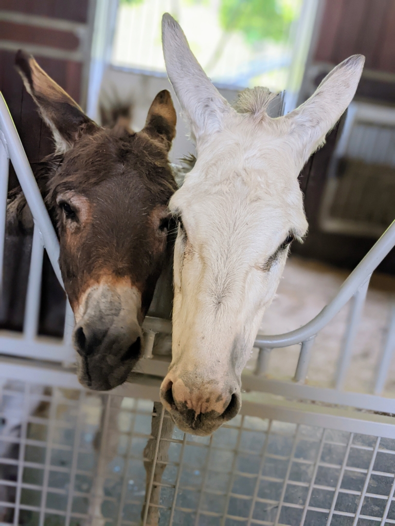 Time for My Donkeys to Get Their Hooves Trimmed - The Martha Stewart Blog