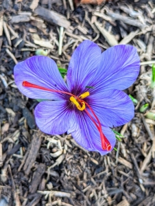 And look what else is starting to bloom here at the farm. This is just one of hundreds of saffron flowers planted by my friend and colleague Hannah Milman. Planting is done in July, August and September either by hand or by machine. Harvesting comes at the end of October to mid-November, roughly eight weeks after planting.