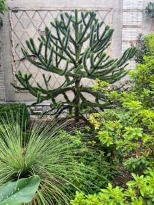 Along the East Border of the Walled Garden is this Auraucaria auraucana, also known as the monkey puzzle tree or Chilean pine. I also have one in the greenhouse at my Bedford farm. There is also Dasylirion longissima, a Mexican grass tree on the left and azaleas on the right.
