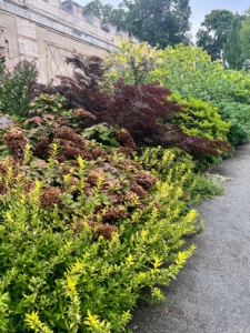 This section of the East Border features oakleaf hydrangea, Hydrangea quercifolia, and Persian silk tree, Albizia julibrissin 'Summer Chocolate' - showing the contrasting colors to the mostly green foliage of the early fall plantings.