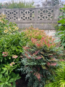 In this bed - Nandina domestica 'Seika' OBSESSION on the lower terrace contrasts nicely with the various hydrangeas.
