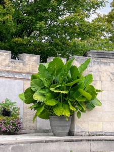 These Alocasia plants which were planted in the canal beds last year grew quite well and were repurposed into some massive planters in the Amphitheater this year.