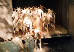 Once I opened the trailer door, they all came out running - 23 Kiko goats from New Zealand, known for their aggressive foraging skills. (Photo by Marty Toub)