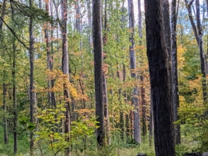 Here’s a view through the woodland. Many of these trees are deciduous, meaning they tend to seasonally shed their leaves after showing off their brilliant fall colors.