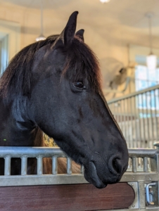 There's a big delivery arriving at the stable and the horses are curious to see what it is. Here is handsome Bond watching all the activity from his stall.