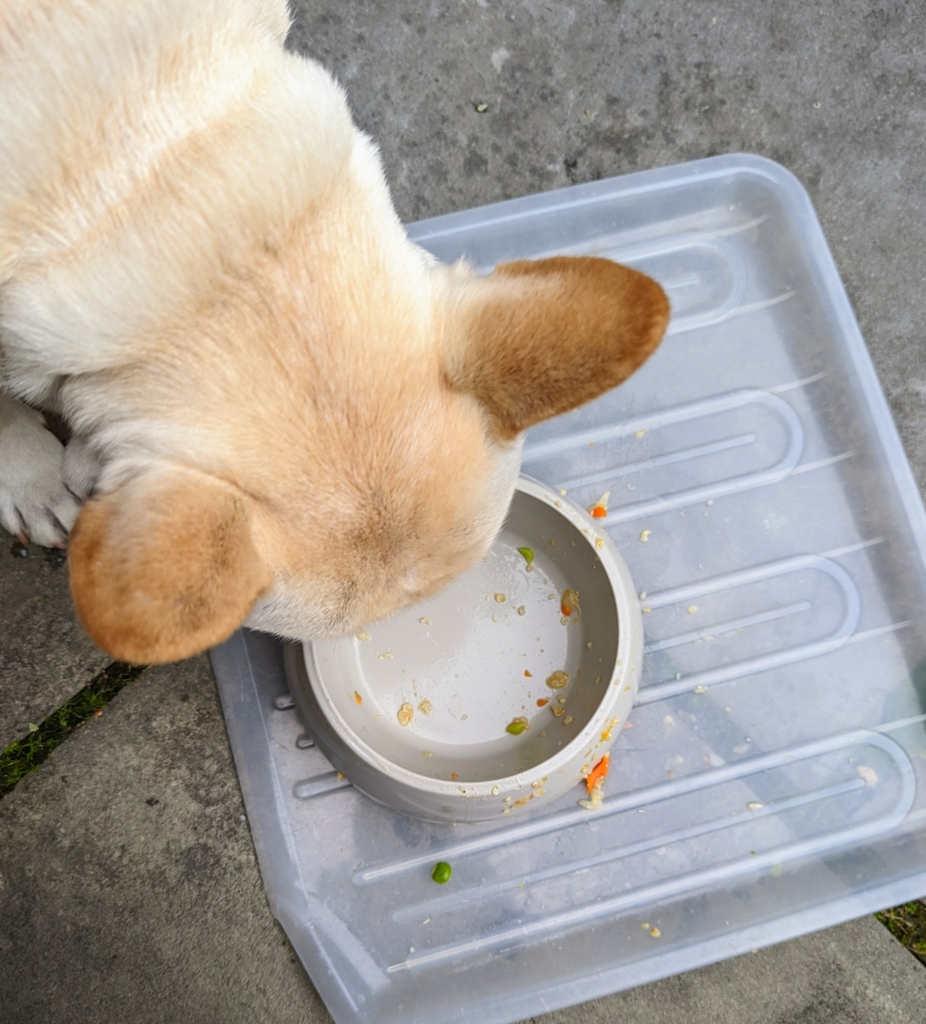 Making Delicious and Nutritious Food for My Dogs The Martha Stewart Blog